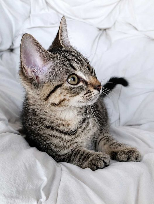 MACHO | Gatinho disponível para Adoção Responsável