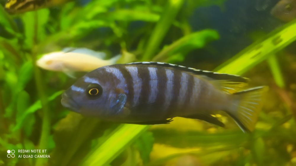 Великій вибір Цихлід Американських , Танганійских, Малавійских