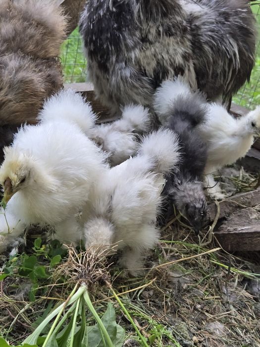 Продам 8 курчат китайської шовкової з квочкоюю