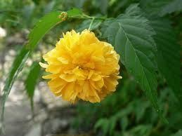 Керія японська  кущ