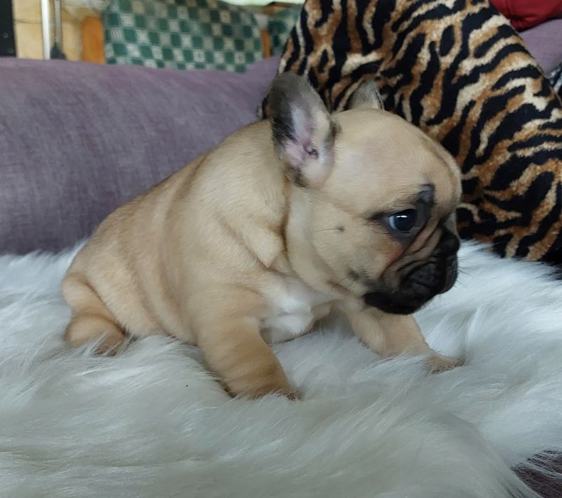 Bulldog francês menina