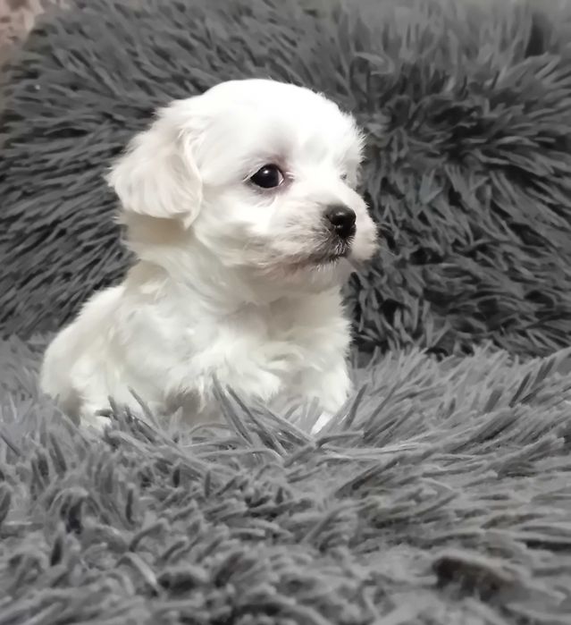 Śliczny Maltańczyk