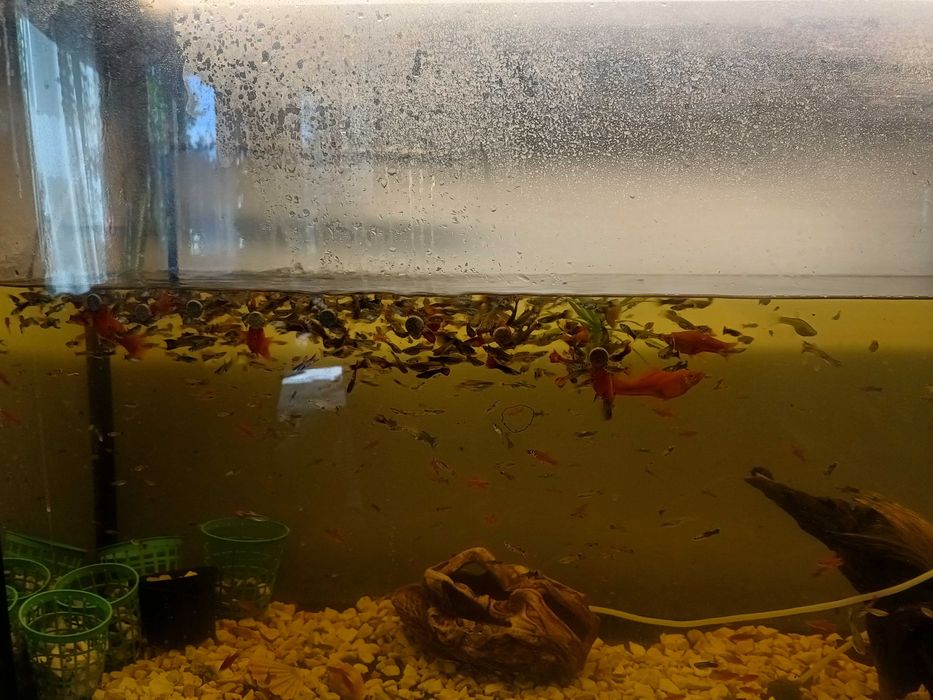 Gupiki, mieczyki i inne rybki