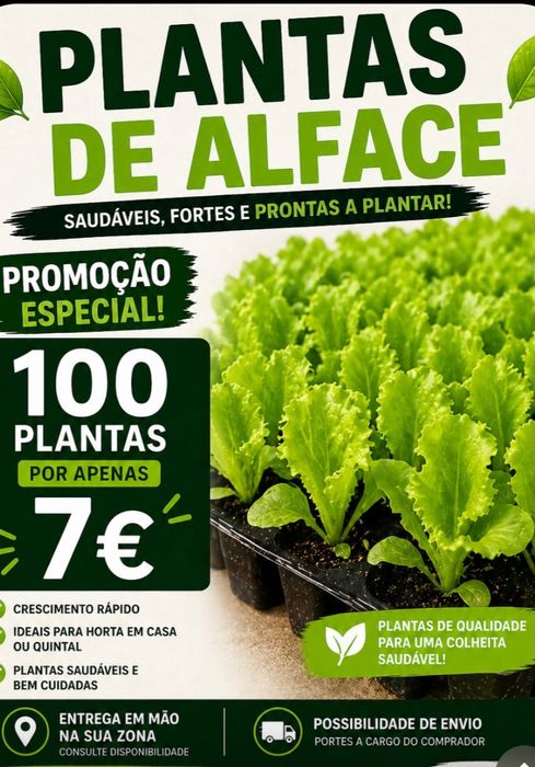 Alface Biológicas