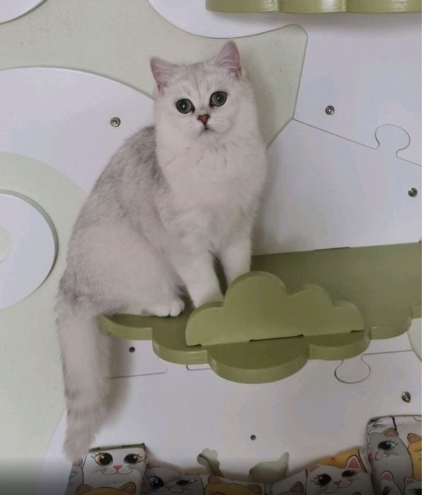 Вязка британського кота - Срібна шиншила