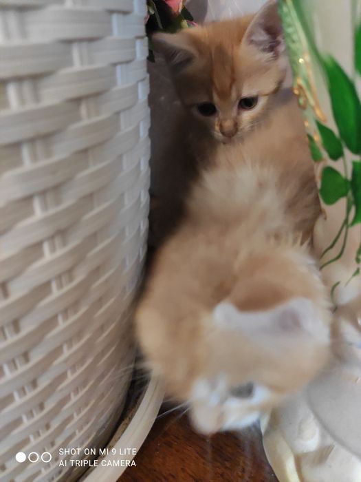 Котенята безкоштовно