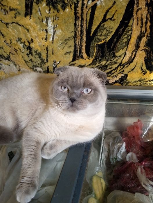 Шотландський блюпоінд вязка