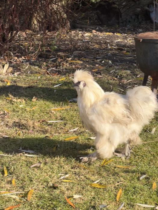 Silki , kury ozdobne ( koguty )