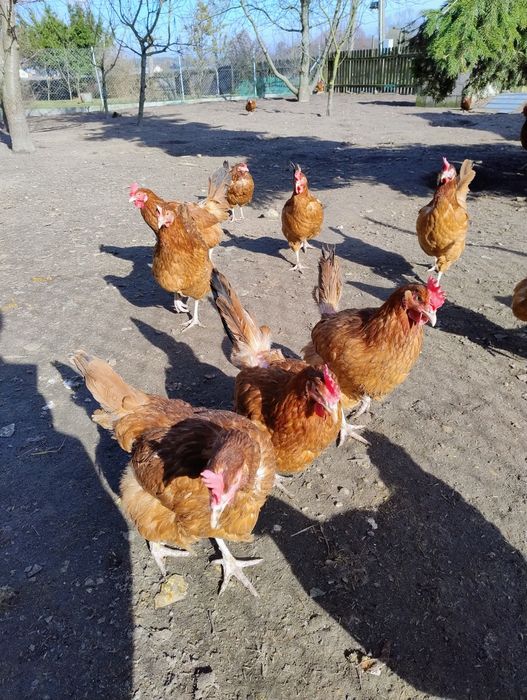 Wiejskie jaja BARDZO Smaczne