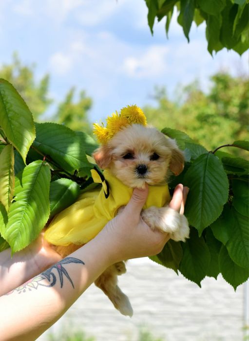Мальтипу крихітне міні чудо. Ф1 радість.