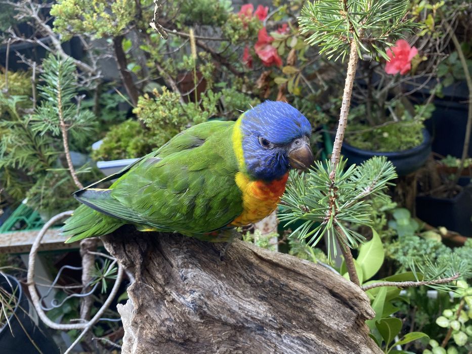 Loris Domesticado - Papagaio Arco Iris