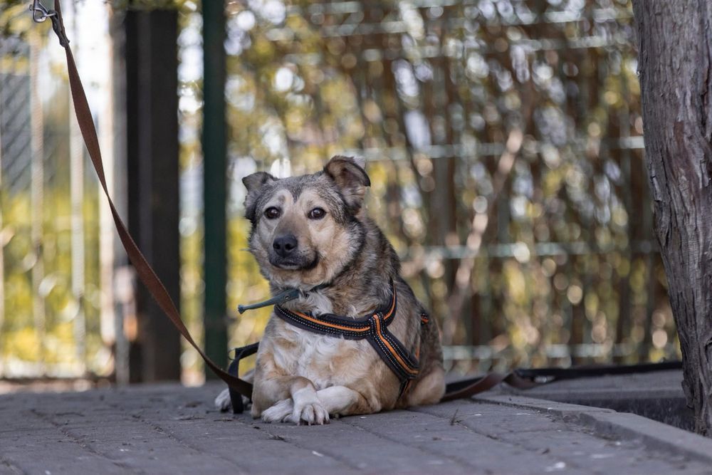 Wrażliwa sunia Gami szuka domu!