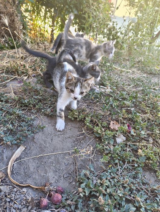 5 gatinhos para adoção