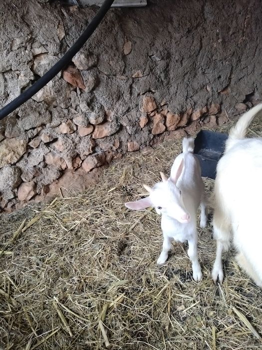 Cabrito com 2 meses