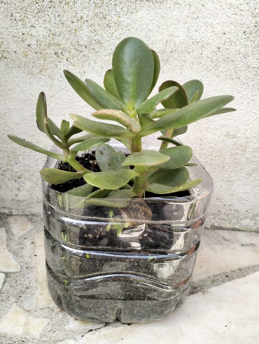 Suculenta Planta-Jade