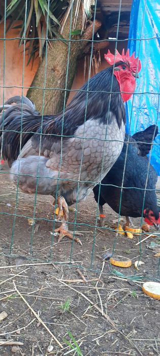 Ovos Galados Jersey Gigante e Sedosas do Japão