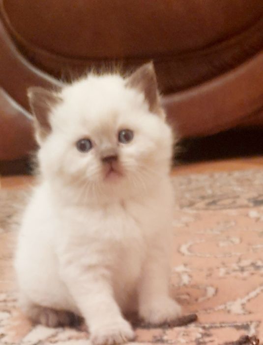 Маленька красунечка