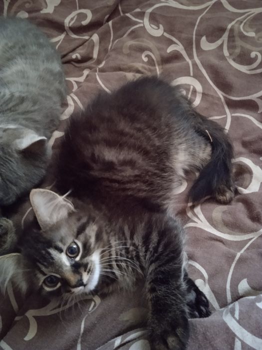 Кошенята 3 місяці