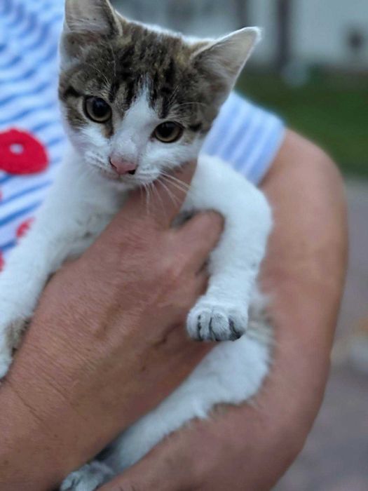 Dwa cudowne miziaste kociaki – wspólna adopcja mile widziana <3