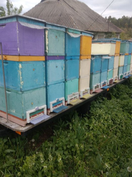 Продам бджолопакети, бджолосімʼї, бджоломатки, рої, відводки