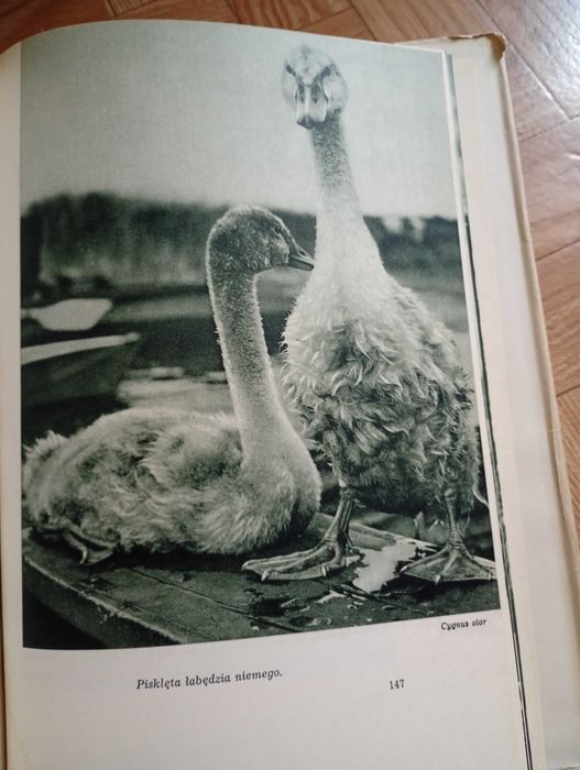 Album: ,,Wśród puszcz i lasów"