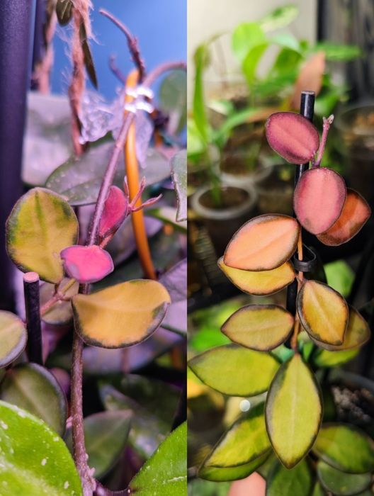 Диффенбахія Банана, Hoya burtoniae ds 70, carnosa nova ghost