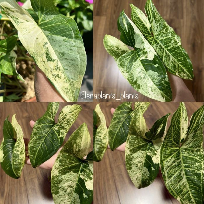 Сингониум Batik variegated, Dark Purple, Orm Nagpum, Oregano, Rayii