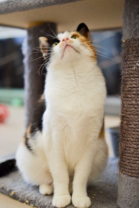 Karolinka - kocia indywidualistka szuka kochającego domu!