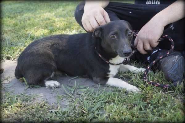 Spokojna Tinka szuka nowego domku