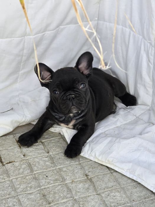 Bulldog Francês Lop e Afixo