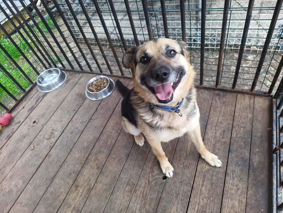 pies do adopcji za darmo