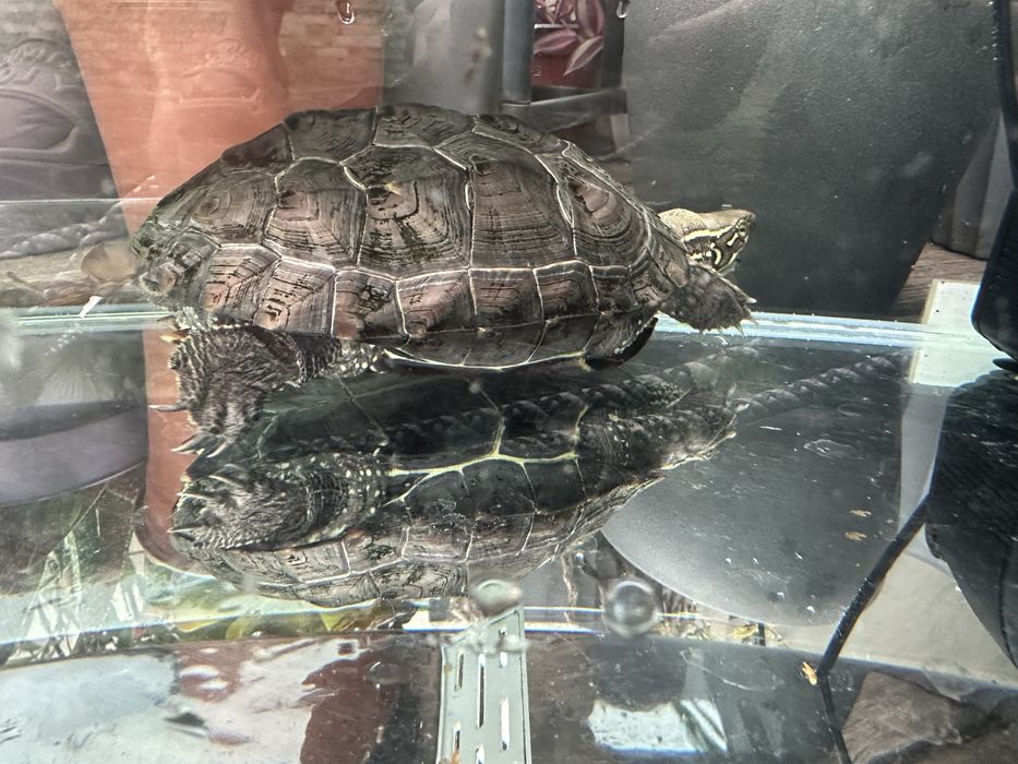 Aquário para tartaruga aquática