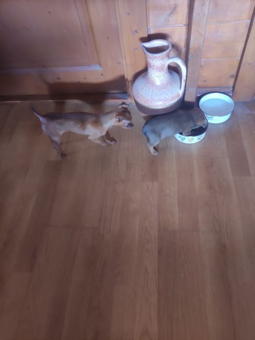 Pinscher miniatura fêmea