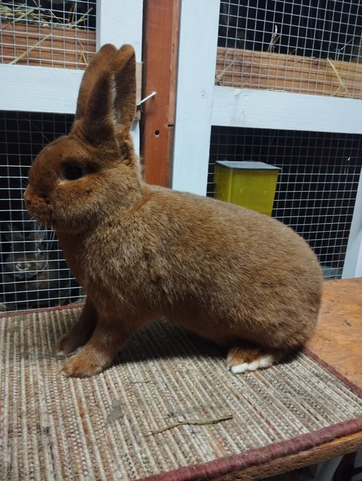 Nowozelandzki czerwony, króliki