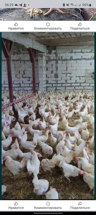 Продам кури несушки! Доставка безкоштовна!