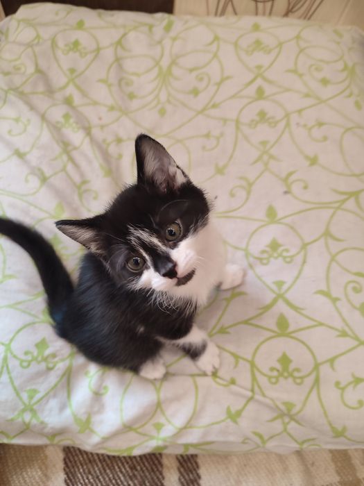 Кошенята в надійні руки