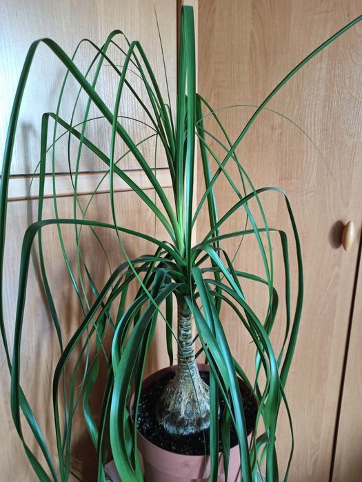 Бокарнея(ноліна), або слонова нога