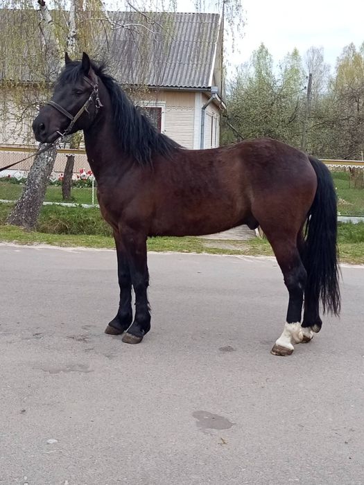 Продам молодого коня