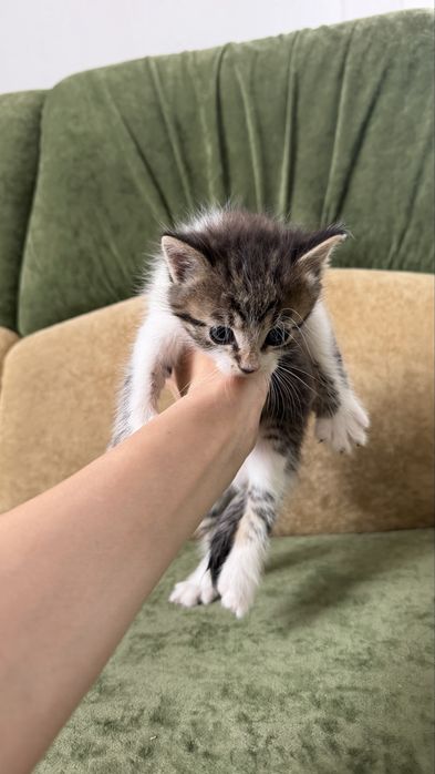 Кошенята у люблячі руки Луцьк