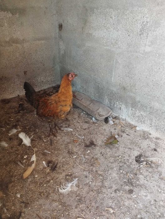 Frangos  com cerca de 3 meses +.