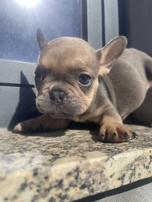 Filhote de Bulldog Francês - Blue Fawn