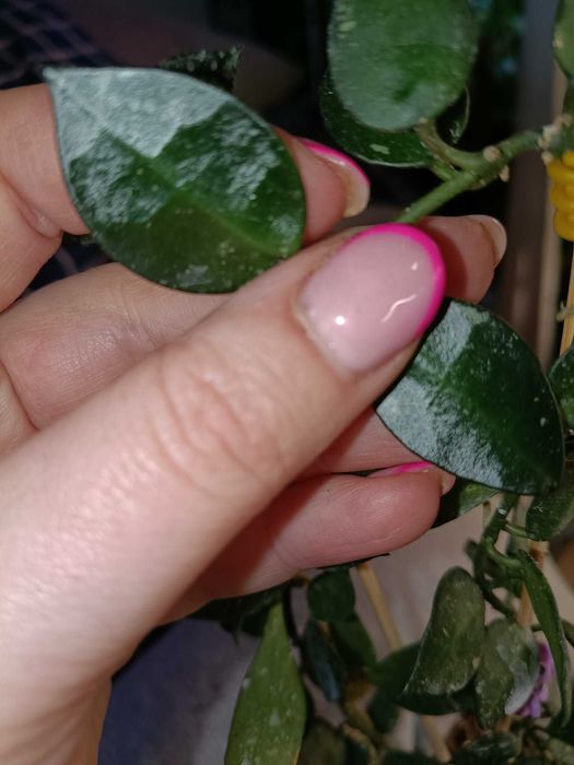 hoya mathilda splash-cięta