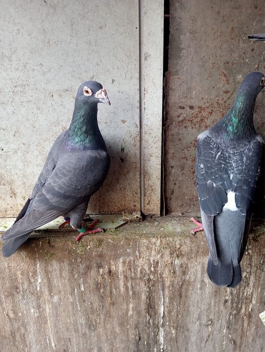 Pombos Correios em Braga