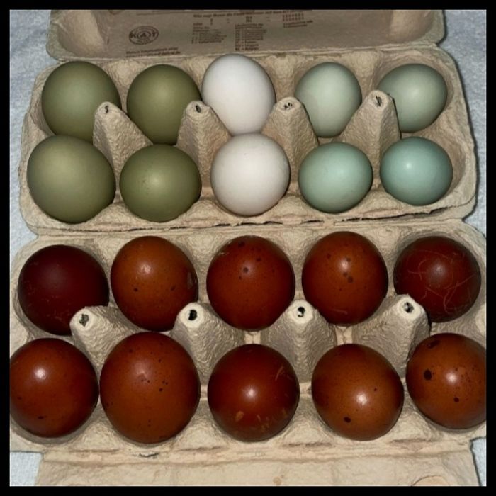 Ovos férteis para incubação