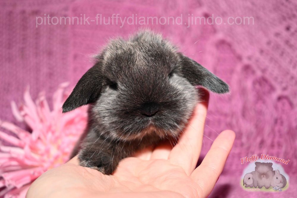 Висловухі кролики забарвлення коричневий мардер. Рідкісний. Розкішний.