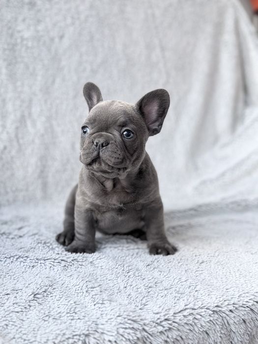 Buldog Francuski szczeniak