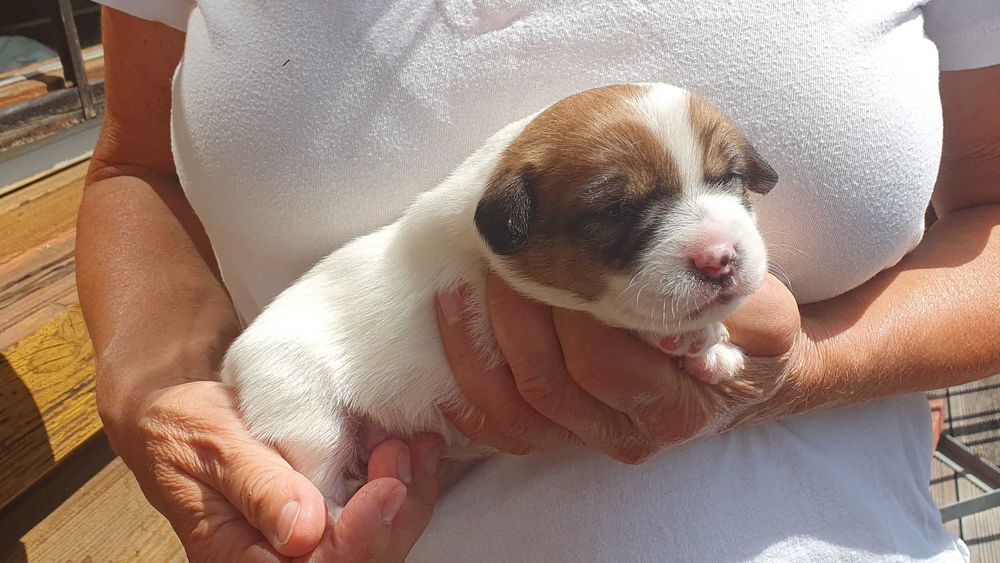 Jack Russell Terrier gładkowłosy piesek