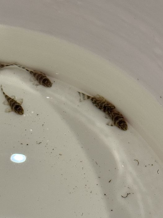 Hypancistrus sp. L333 (Glonojad) - Aqua-Tech