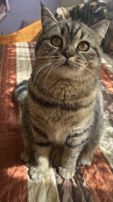 Femea Scottish straight