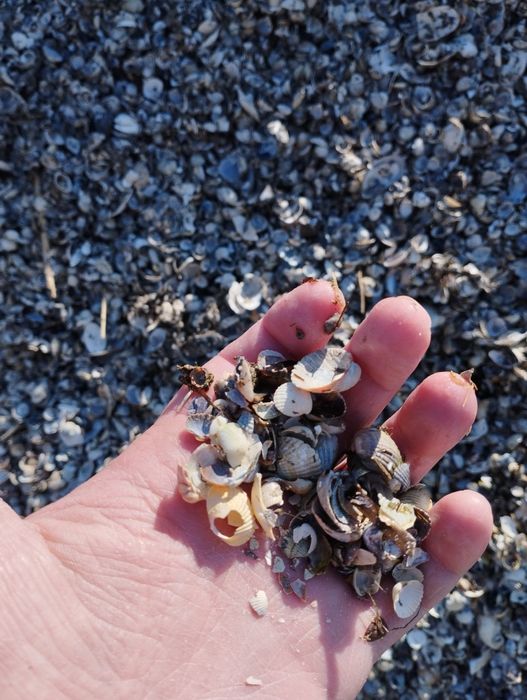 Ракушка (мушля) кормова морська